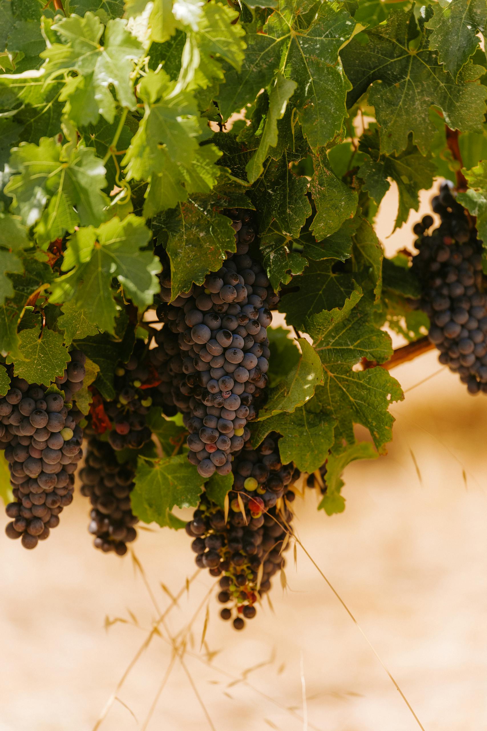 Close-up of ripe grapes hanging on vines.